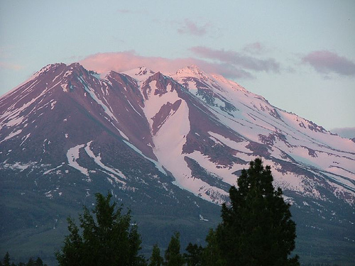 shasta